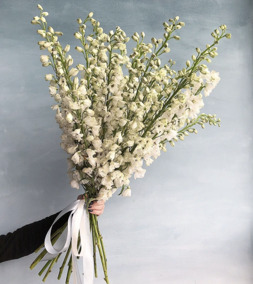 White Surface: 20 White Delphiniums